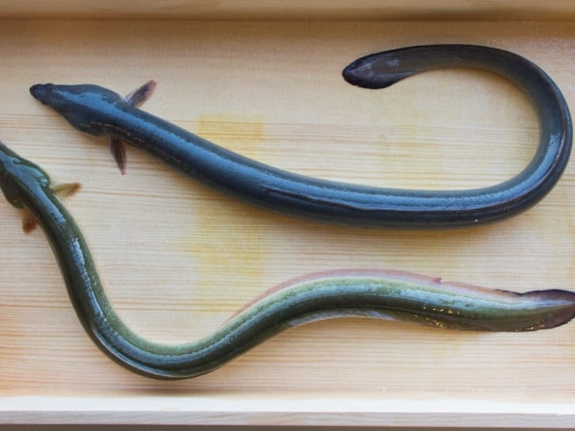 a wild eel below vs a farmed eel above photo japanesefoodlab